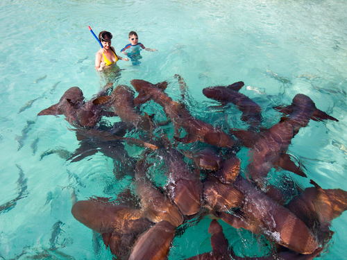 Belize shark alley snorkel Trip Reservations