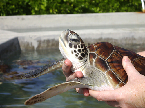 Grand Cayman Camana Bay Sightseeing Cruise Excursion Reservations