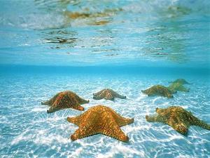 grand cayman port excursions Grand Cayman Jet Ski Stingray City and Starfish Beach Excursion