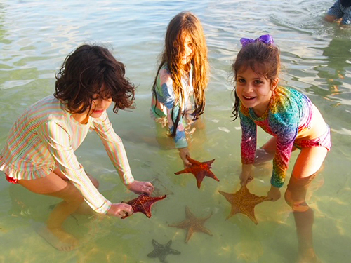 Grand Cayman Stingray City, Barrier Reef and Starfish Point Snorkeling with Seven Mile Beach Ultimate Combo Adventure