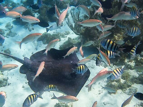 Grand Cayman Stingray City, Barrier Reef and Starfish Point Snorkeling with Seven Mile Beach Ultimate Combo Adventure