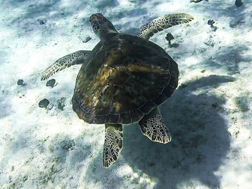 Grand Cayman Stingray City, Barrier Reef and Starfish Point Snorkeling with Seven Mile Beach Ultimate Combo Adventure