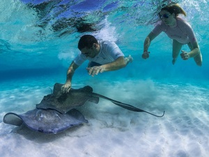 grand cayman port excursions Grand Cayman Stingray City, Coral Gardens, and Starfish Snorkel Super Combo Excursion