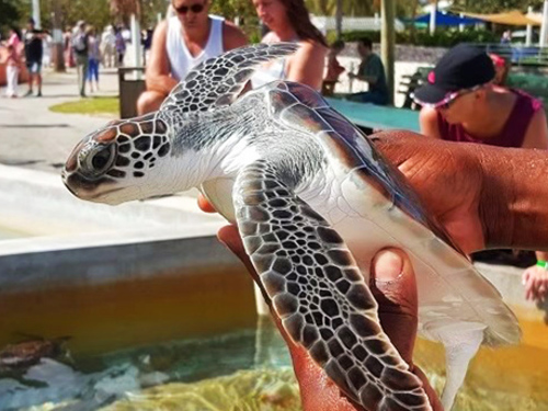 Grand Cayman West Side Island Sightseeing Excursion 