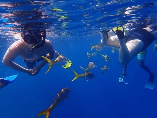 Grand Turk wall snorkel Shore Excursion Reviews