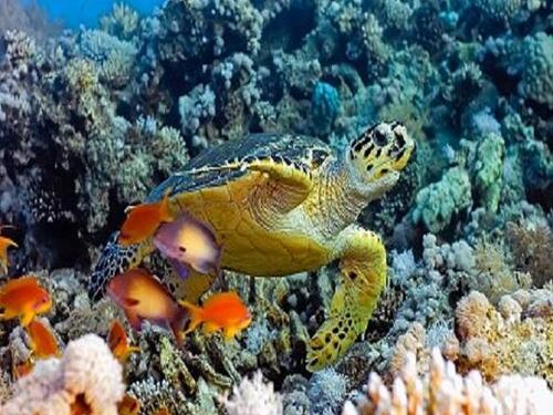 Grand Turk Coral Reef Cruise Excursion Reservations