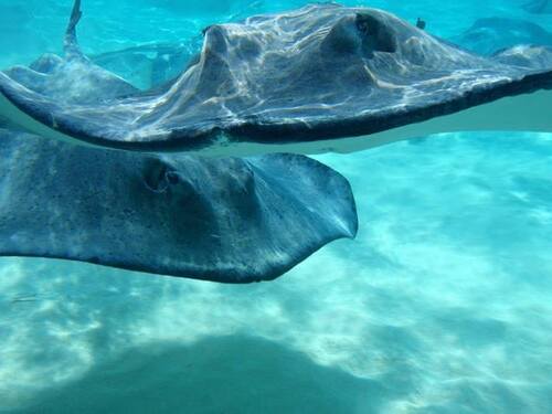 Grand Turk Coral  Shore Excursion Cost