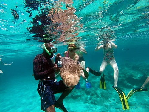 Grand Turk  Turks and Caicos nurse sharks Trip Reservations