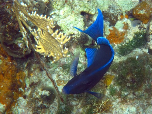 Grand Turk  Turks and Caicos Colorful Fish Cruise Excursion Booking
