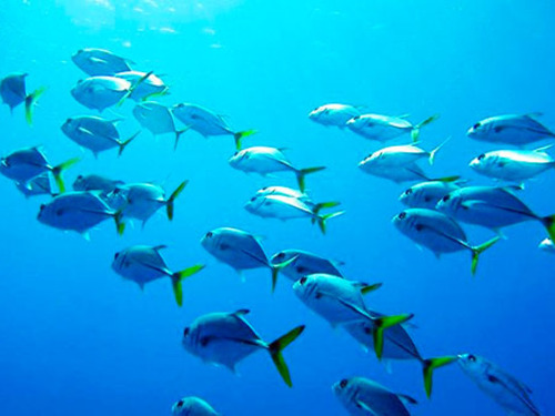 Grand Turk  Turks and Caicos Colorful Fish Cruise Excursion Cost