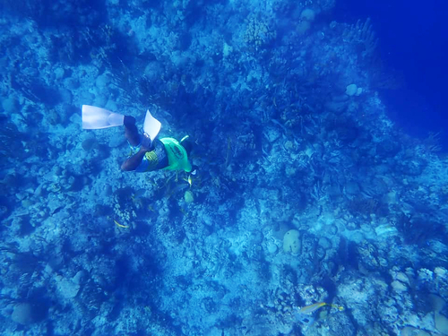 Grand Turk  Turks and Caicos Colorful Fish Shore Excursion Reservations