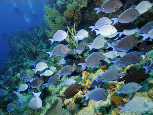 Turks and Caicos wall snorkel Shore Excursion Cost