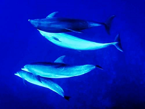 Grand Turk beach Trip Reviews