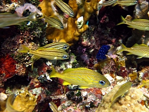 Roatan Club Natale Tour Tickets