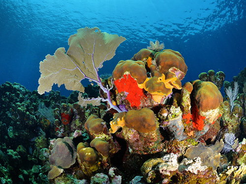 Roatan prince albert Diving Excursion Booking