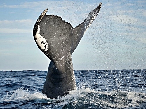 Turks and Caicos humpback whale Excursion Tickets