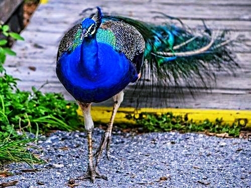 Fort Lauderdale  Florida aligators Trip Prices