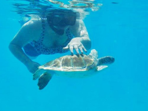 Barbados  West Indies (Bridgetown) snorkel with turtles Booking