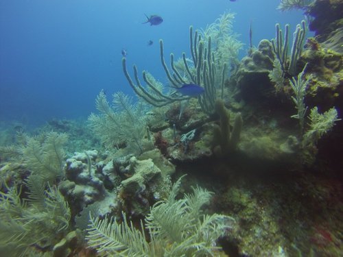 Roatan Honduras SCUBA Diving Tour Tickets