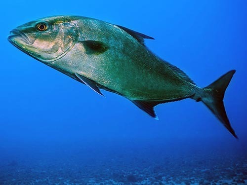 castries grouper fishing Excursion Booking