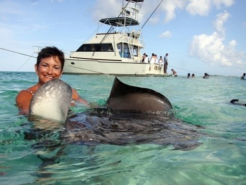 Cayman Island stingray city and reef snorkel Tour Reviews