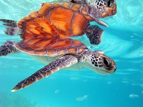 Belize Hol Chan Reserve Park Tour Booking