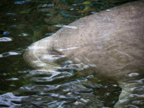 Belize Belize City manatee Boat Cruise Excursion Reservations