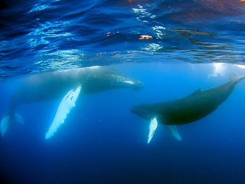 Mazatlan humpback whales Shore Excursion Cost