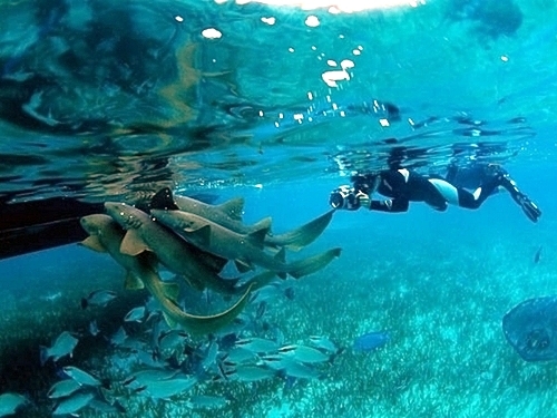 Belize boat snorkeling Cruise Excursion Reservations