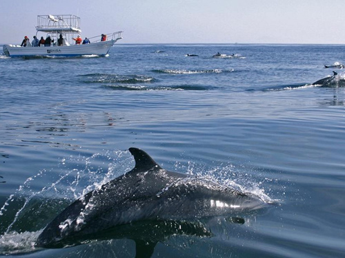 Mazatlan Mexico swim with dolphins Excursion Cost