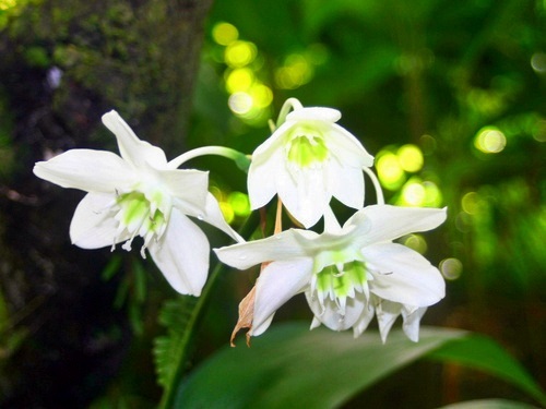 St. Lucia  Castries mud bath Cruise Excursion Prices