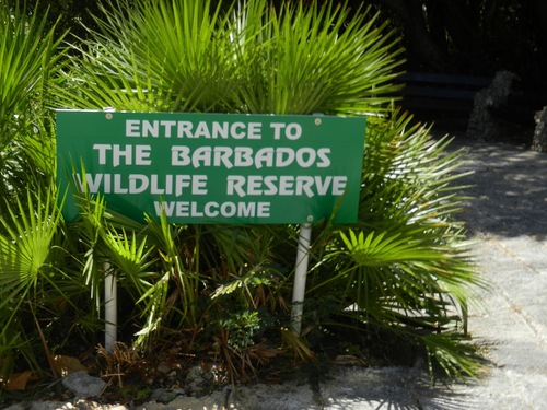 Barbados  West Indies (Bridgetown) island nature highlights Excursion