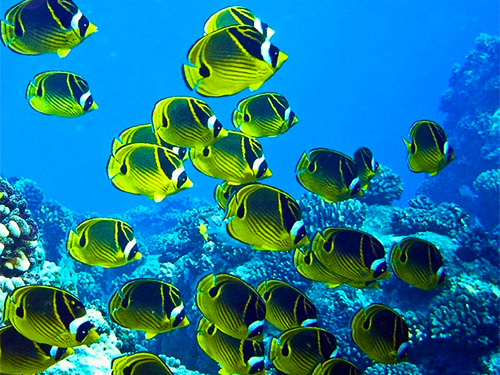 Hilo  Hawaii fish Trip Reviews