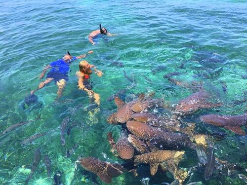 Belize Shark Ray Alley Cruise Excursion