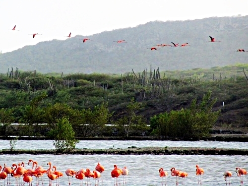 Curacao Willemstad flamingos Trip Tickets