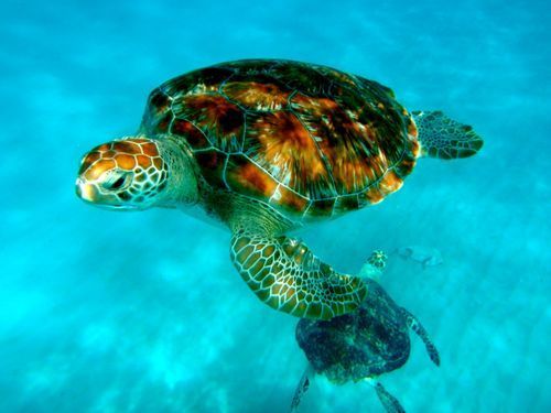 Barbados bridgetown Sea Turtles Tour Cost