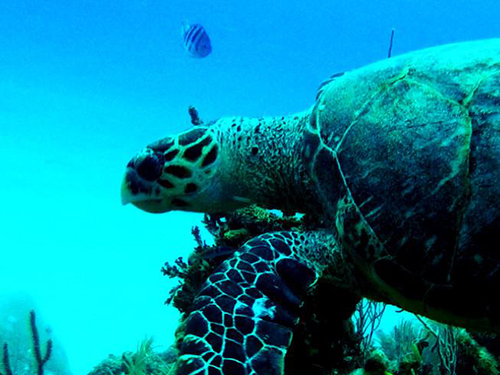 Roatan semi submarine Tour Cost