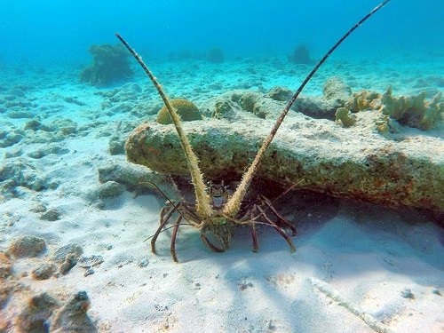 Bonaire sailboat Shore Excursion Cost