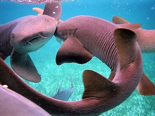 Belize boat snorkeling Cruise Excursion Cost