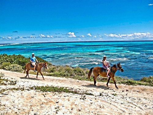 Turks and Caicos swim with horse Cruise Excursion Prices
