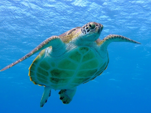 Belize City boat snorkeling Cruise Excursion Cost