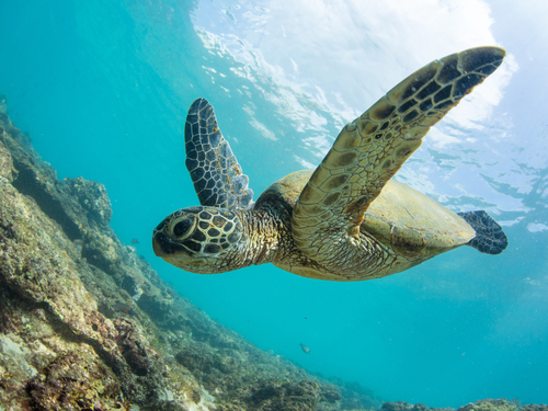 Bonaire sail and snorkel Trip Tickets