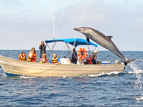 Mazatlan snorkel with dolphin Tour Reservations