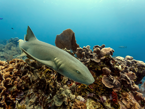 Belize Shark Ray Alley Cruise Excursion Prices