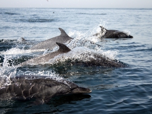 Mazatlan dolphin snorkel Shore Excursion Booking