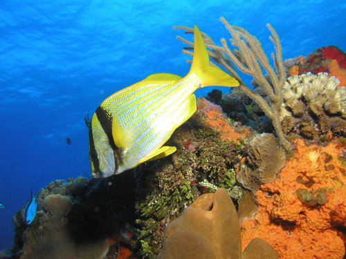 Aruba Oranjestad certified divers Trip