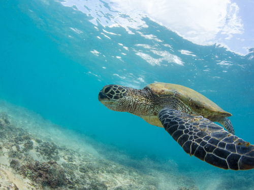 Bonaire snorkeling Cruise Excursion Prices