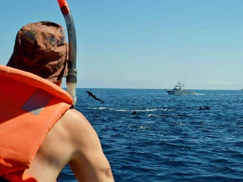Mazatlan Mexico snorkel with dolphin Cruise Excursion Prices
