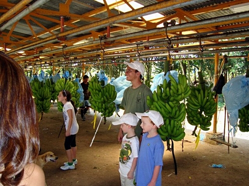 Puerto Limon  Costa Rica Banana Plantation  Shore Excursion