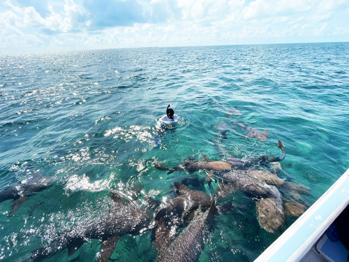 Belize Shark Ray Alley Cruise Excursion Tickets